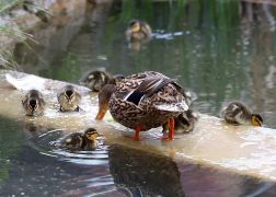 Ostern In Jena Elf Entenkueken Sorgen In Woellnitz Fuer Freude 08